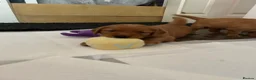 Golden Retriever dogs for sale: Beautiful dark red golden retriever puppies  - Advert 9
