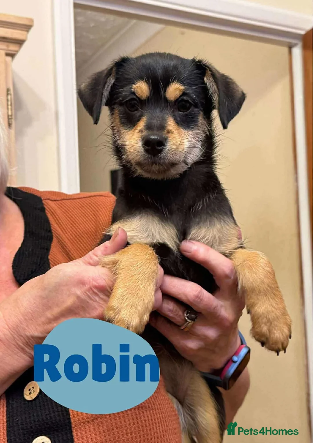 Mixed Breed dogs for adoption: Robin - Hingham Norfolk  - Advert 1