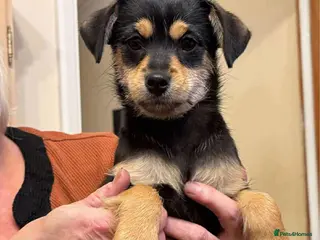 Mixed Breed dogs Robin - Hingham Norfolk - Advert 6