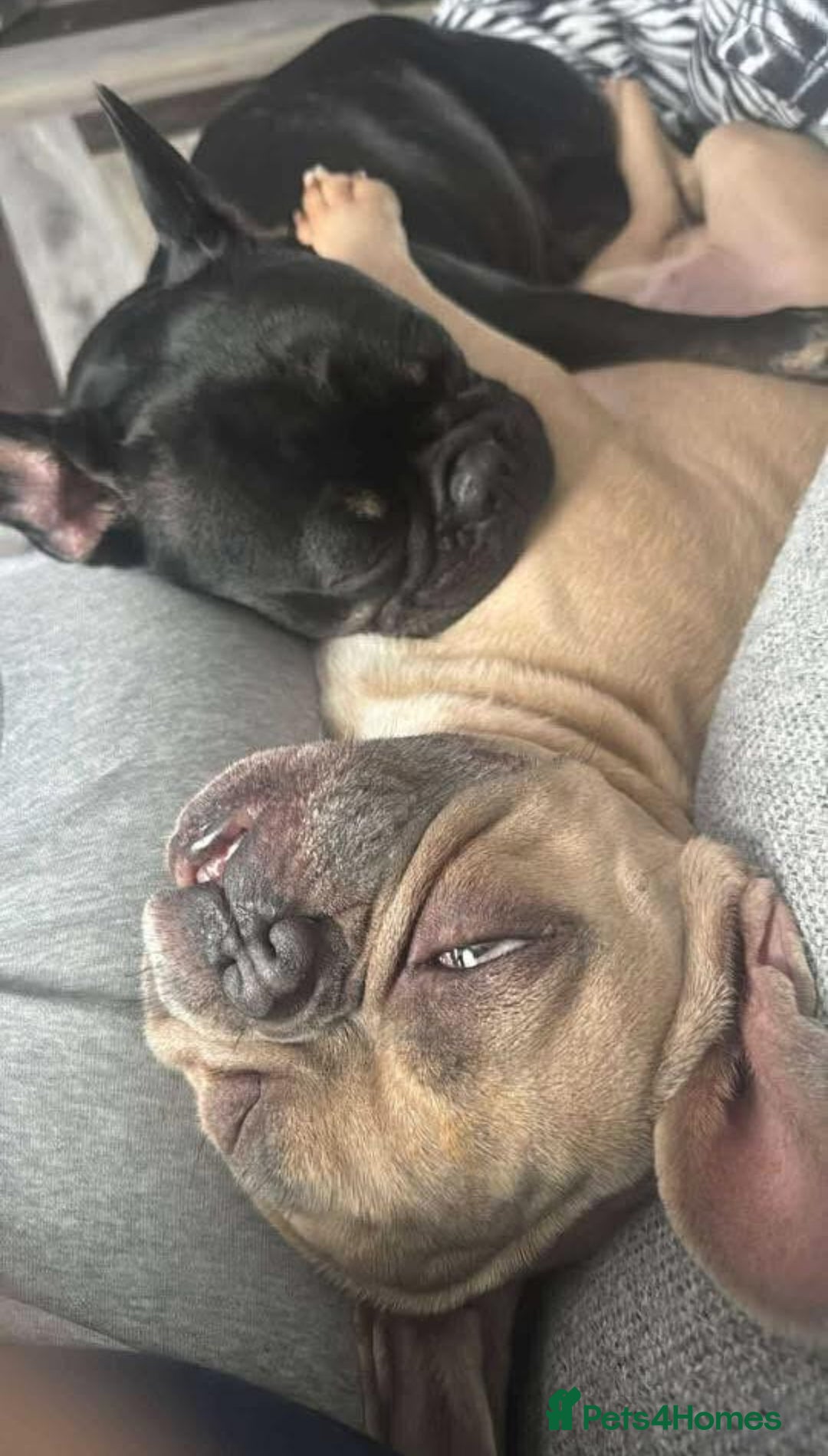 French Bulldog dogs for sale: French Bulldog Puppies - Advert 16