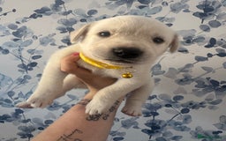 Mixed Breed dogs for sale: Beautiful Puppies looking for their forever home♥️ - Image 8