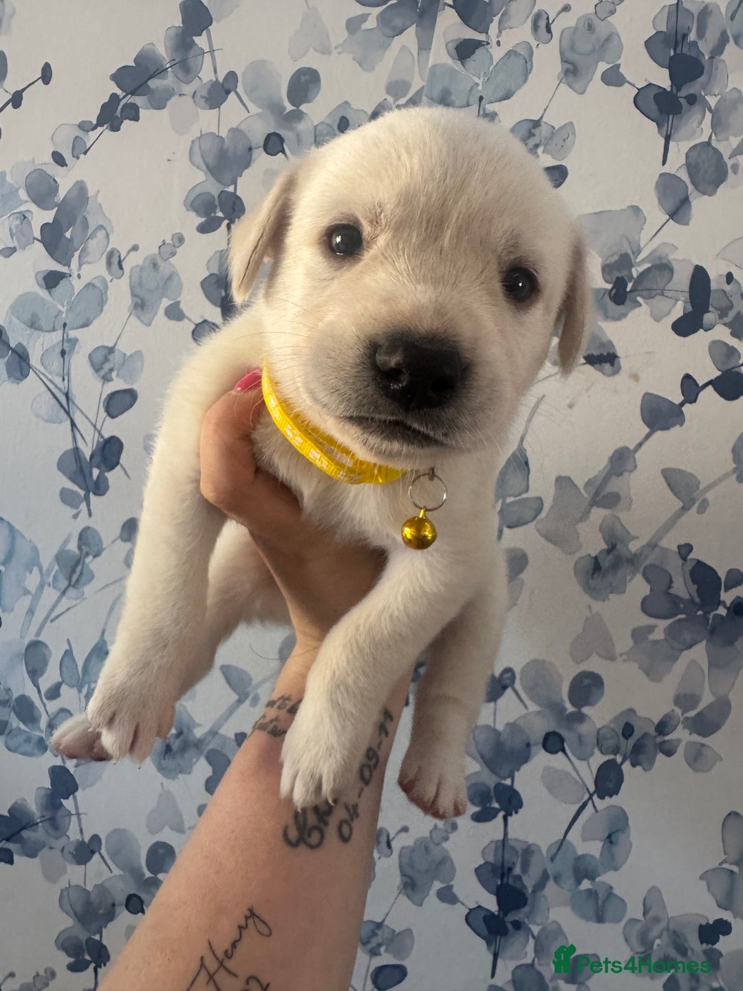 Mixed Breed dogs for sale: Beautiful Puppies looking for their forever home♥️ - Image 8
