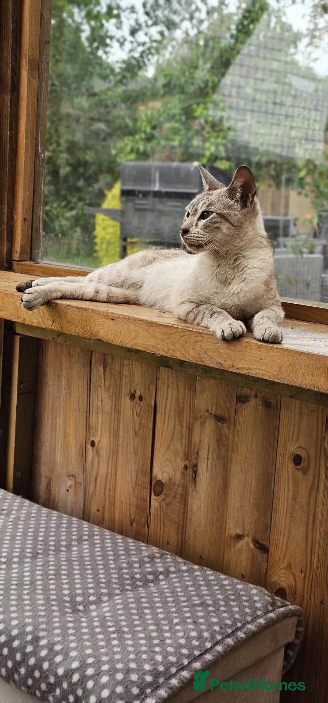 Mixed Breed cats for adoption: Meet Pip 🐾  - Advert 2