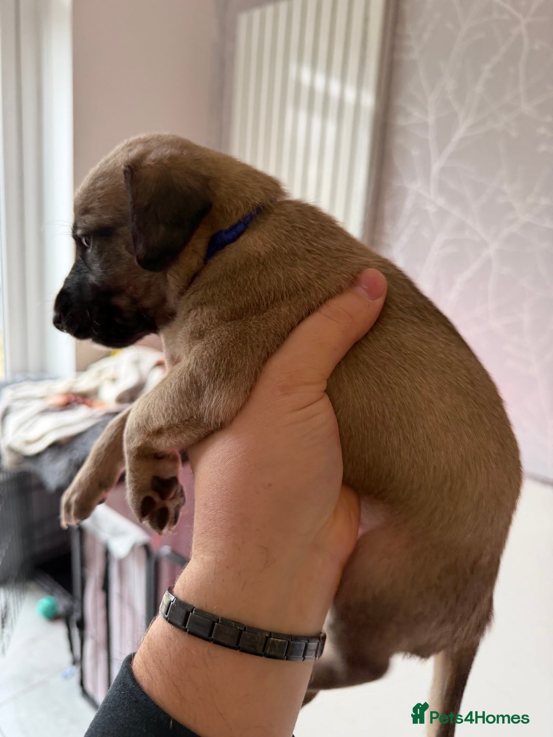 Mixed Breed dogs for sale: Bedlington x Whippet - Advert 26