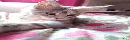 Maine Coon cats for sale: Pure breed XXL Maine Coon kittens  - Advert 28