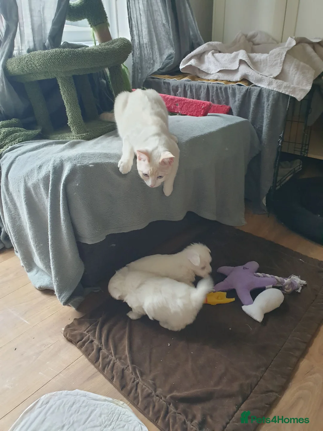 Maltese dogs for sale: Maltese puppies  - Advert 6