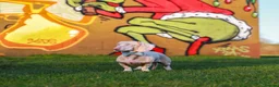 Miniature Dachshund dogs for stud: Full Pink Dachshund Stud  in Wickford - Advert 5