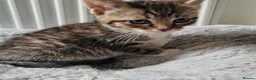 Mixed Breed cats for sale: Gorgeous kittens  - Advert 9