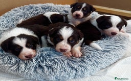 Border Collie dogs for sale: Red & White Tri border collie puppies  - Image 8