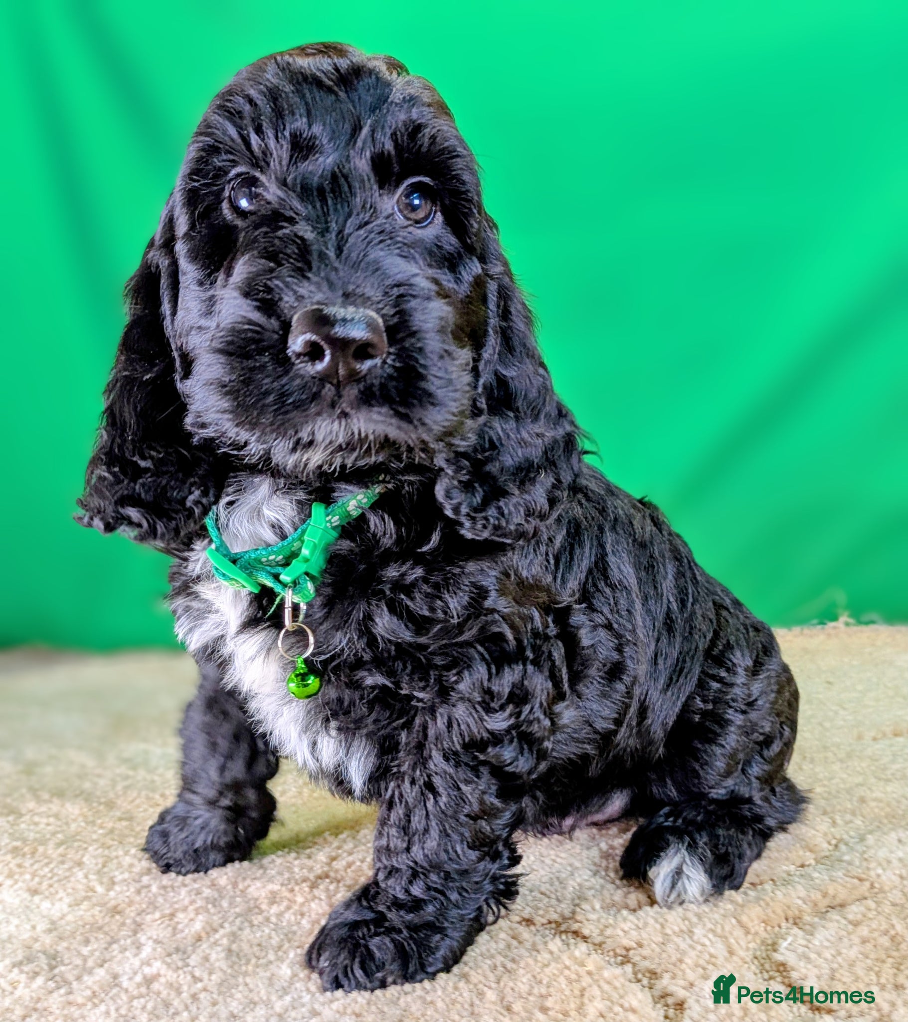 Cockapoo dogs Fully vaccinated F1 Cockapoo puppies - Advert 2