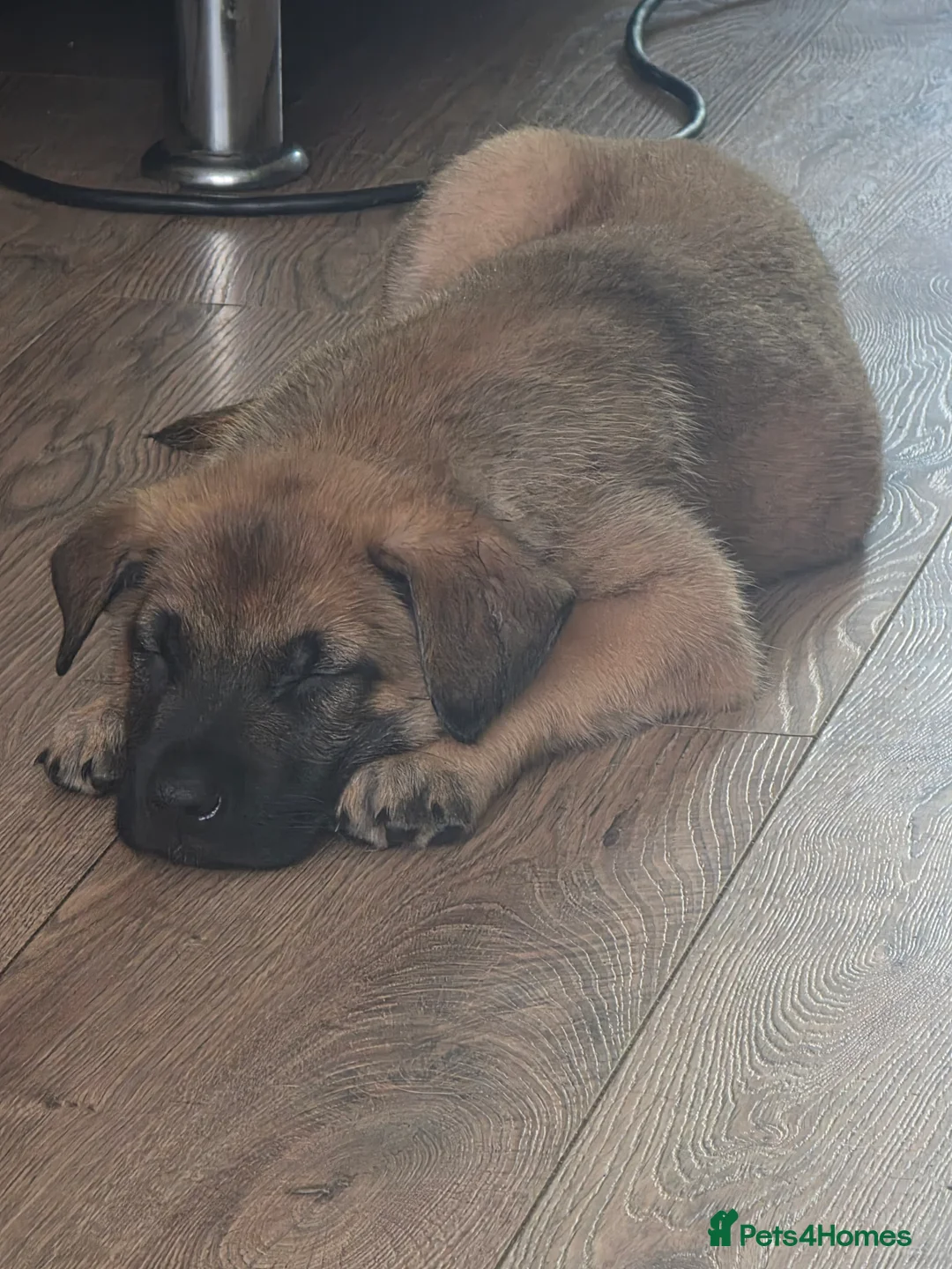 Belgian Shepherd Dog dogs for sale: 3 stunning Belgian malinois pups - Advert 2
