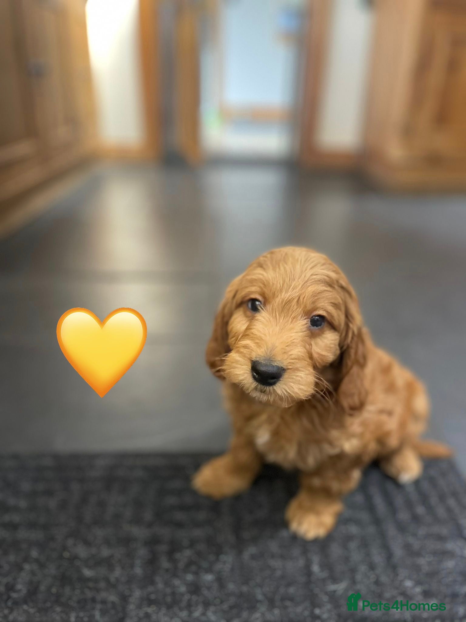 Mini Goldendoodle dogs Outstanding Rich Red Goldendoodles  - Advert 6