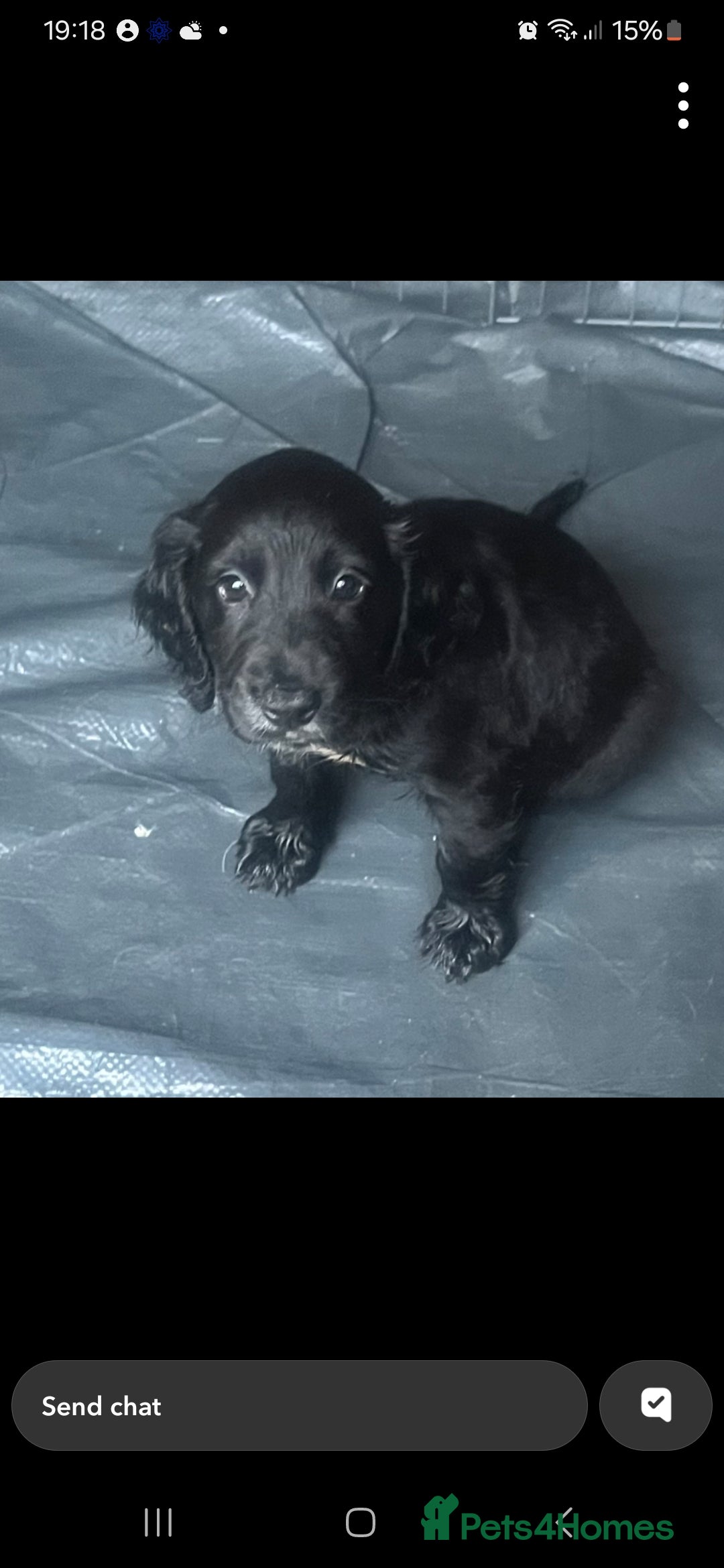 Cocker Spaniel dogs for sale:  Cocker spaniel puppies  - Image 28