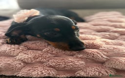 Dachshund dogs for sale: Dachshund Puppy - Image 4