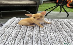 Chihuahua dogs for sale: Applehead Teacup Chihuahua  - Image 5