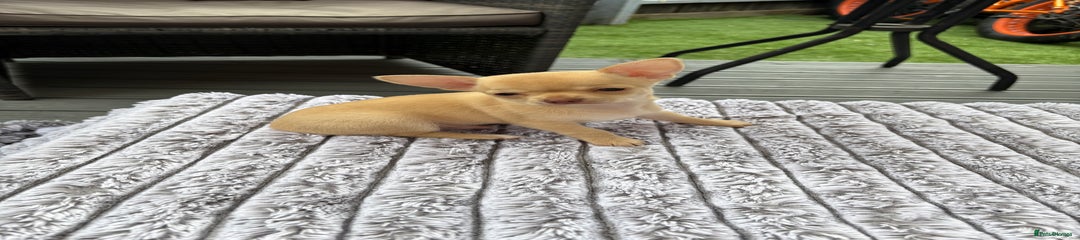Chihuahua Puppy 1