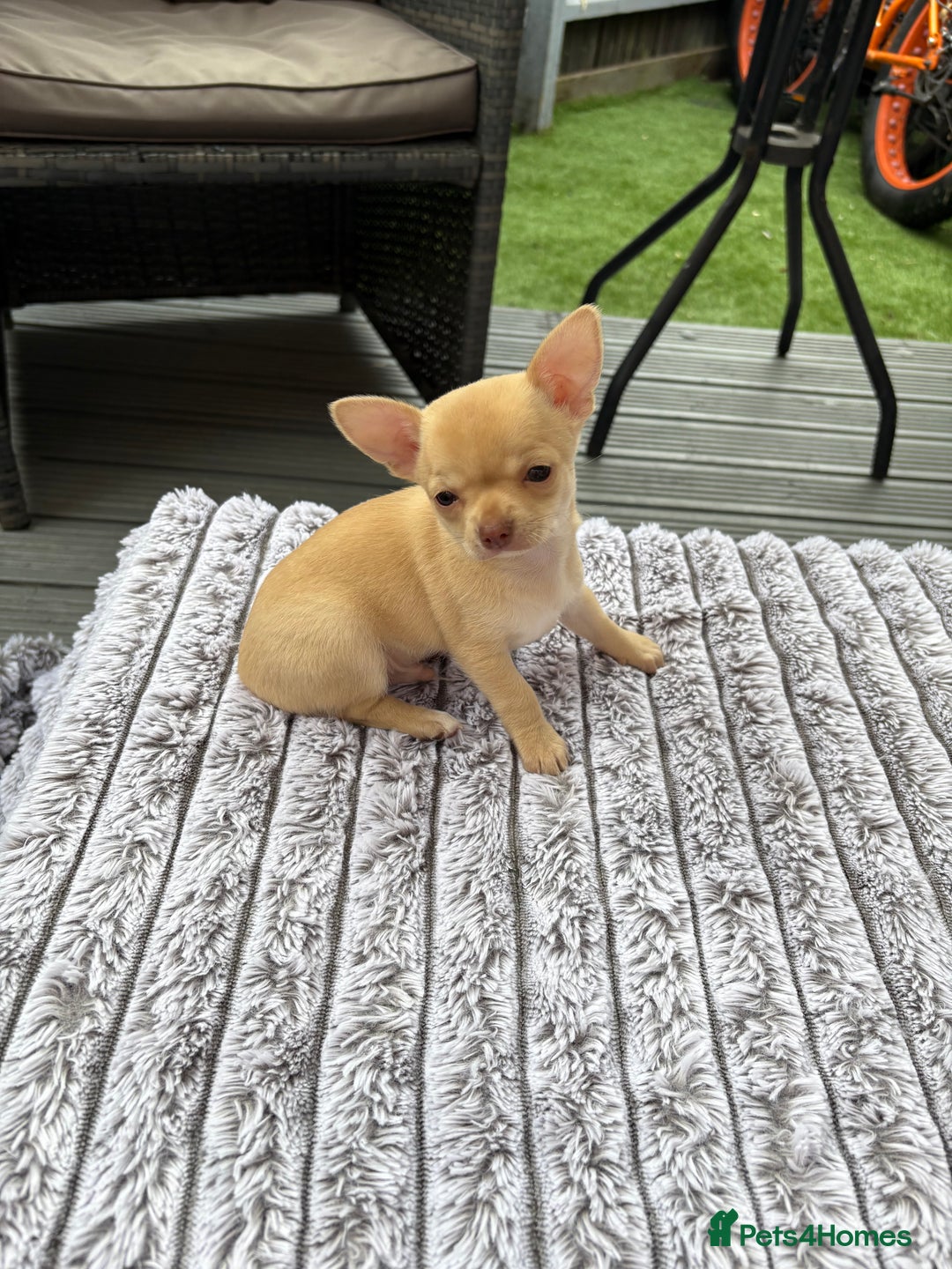 Chihuahua dogs for sale: Applehead Teacup Chihuahua  - Image 5