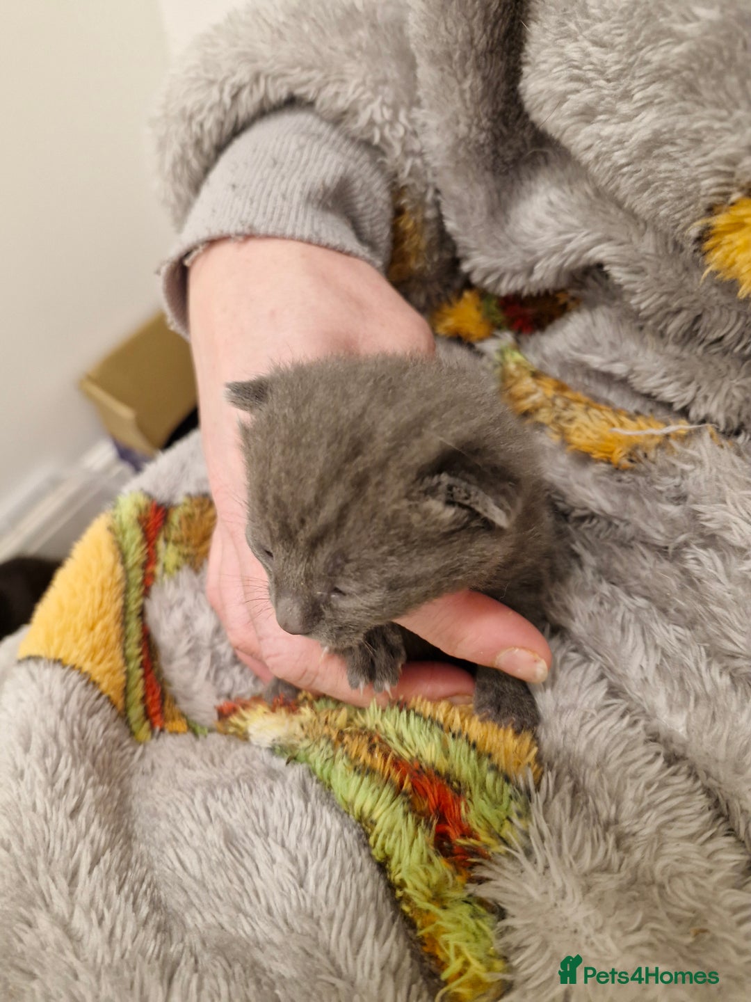 Mixed Breed cats for sale: Bengal BSH Cross Kittens - Advert 13