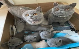British Shorthair cats for sale: Female pure British shorthair kittens - Image 2
