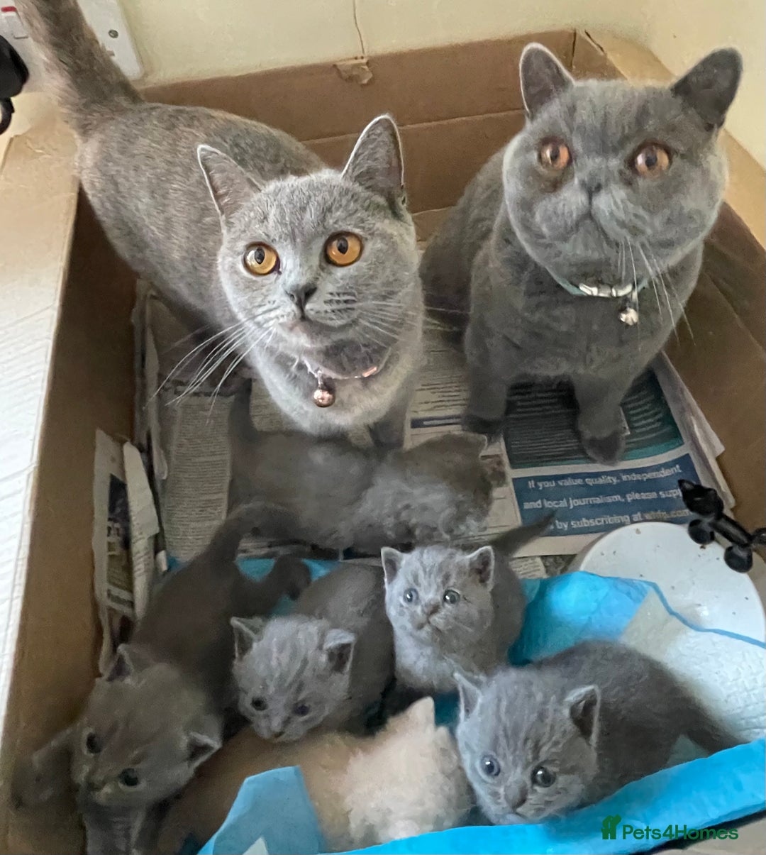 British Shorthair cats for sale: Female pure British shorthair kittens - Image 2