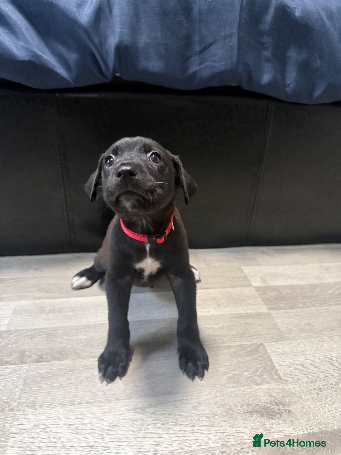 Mixed Breed dogs Belgium malinios x cane corso mix - Advert 2