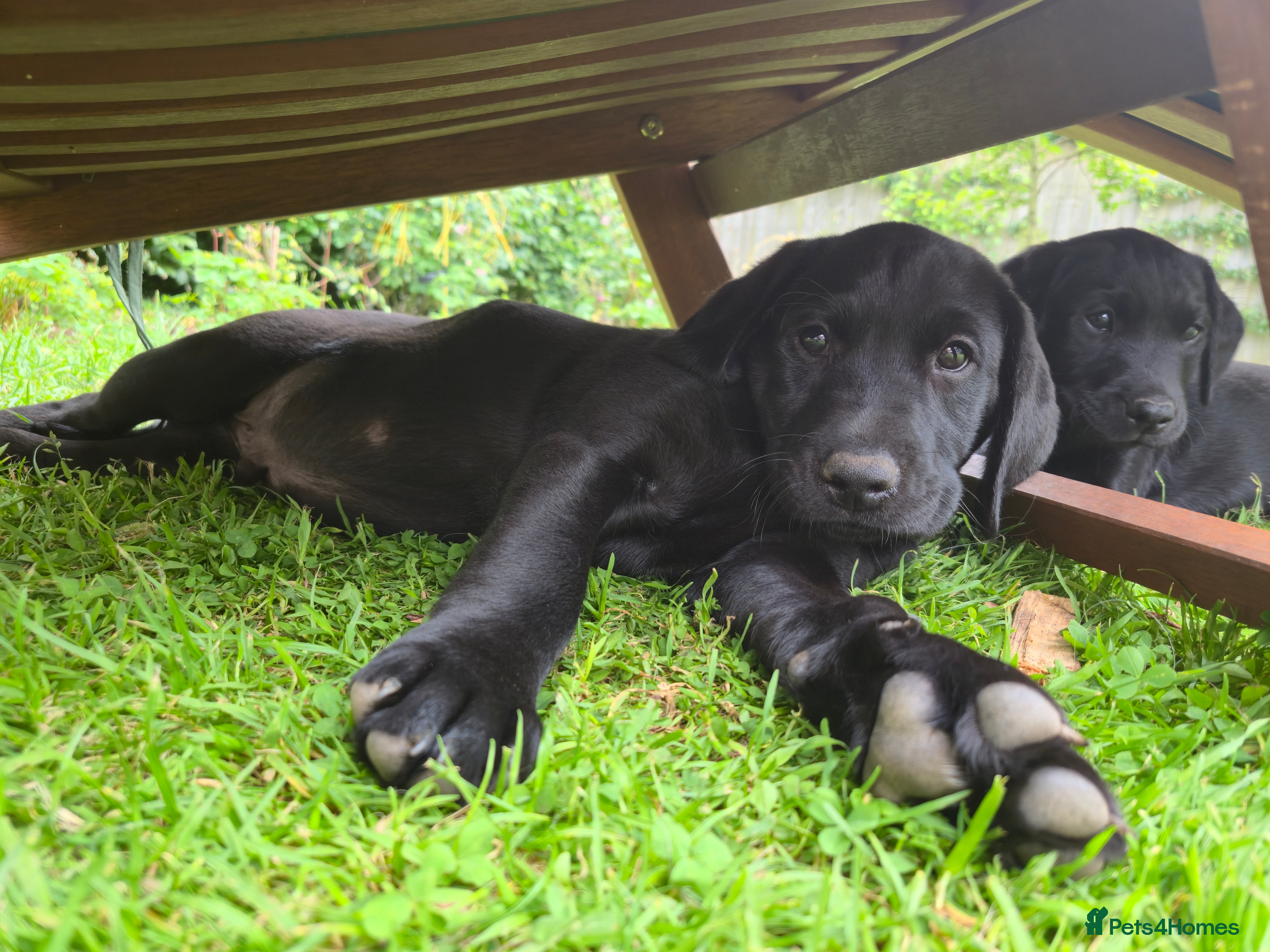 Labrador Retriever dogs KC FTCh Black Lab Boys - Elite Quality, Ready Now - Advert 2