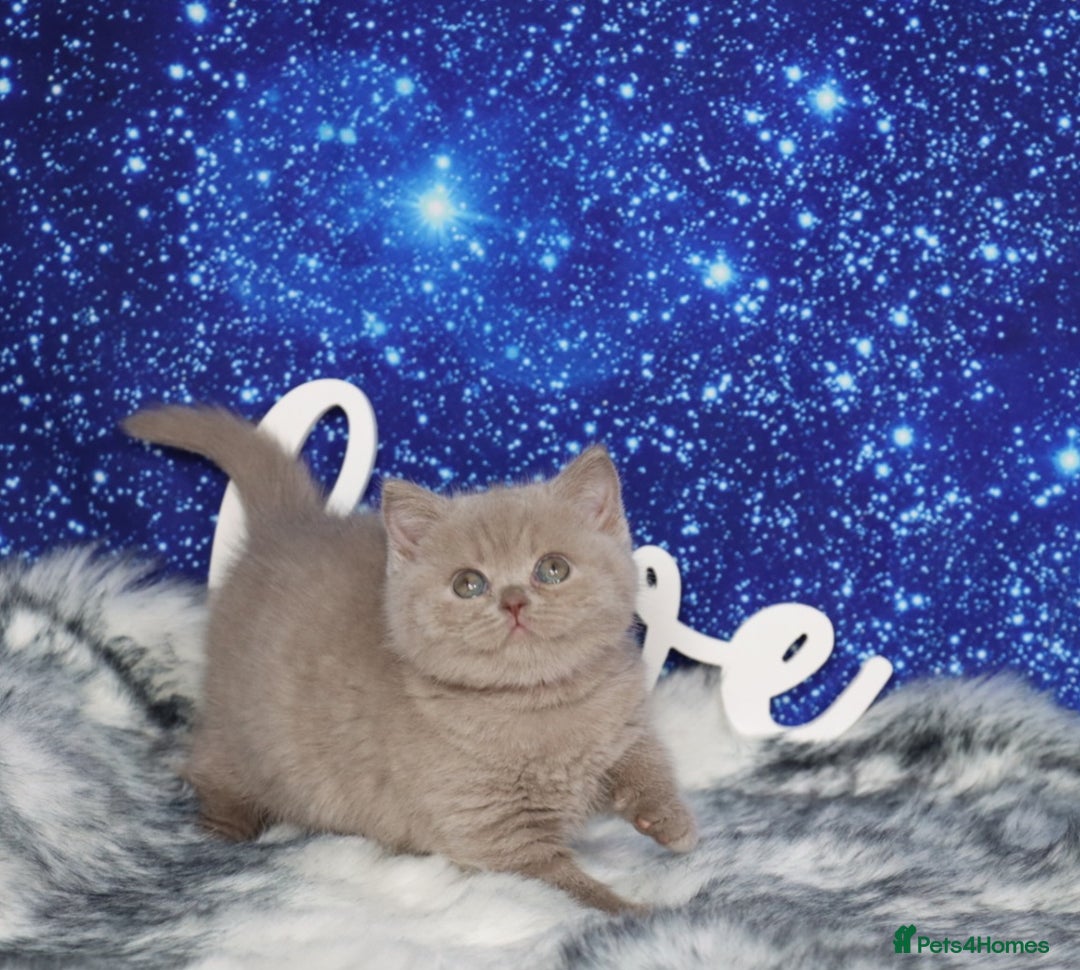 British Shorthair cats for sale: Tica registered British Shorthair kittens - Advert 14