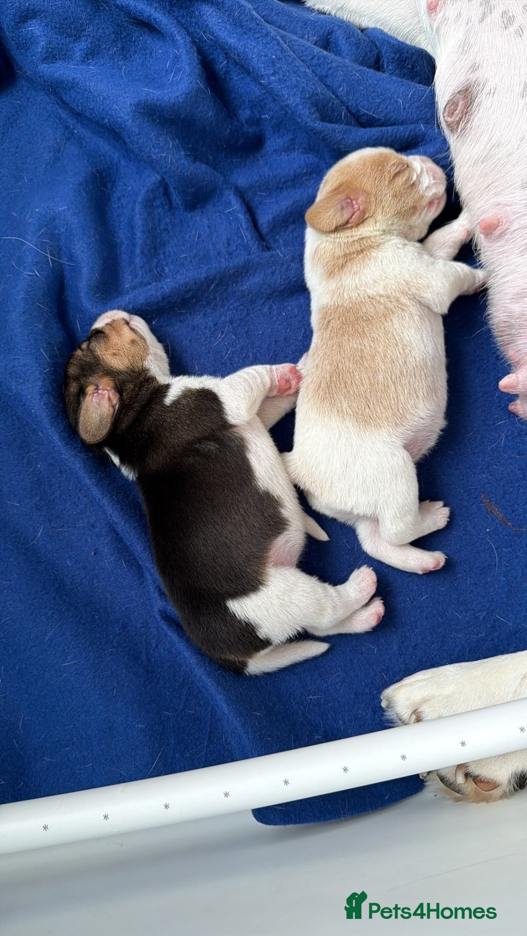 Beagle dogs Beagle pups  - Advert 1