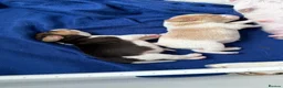Beagle dogs for sale: Beagle pups  - Advert 1