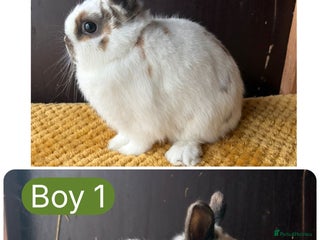 Netherland Dwarf rabbits Stunning Netherland dwarves - Advert 17