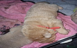 Shar Pei dogs for sale: Male Shar peis - Image 32