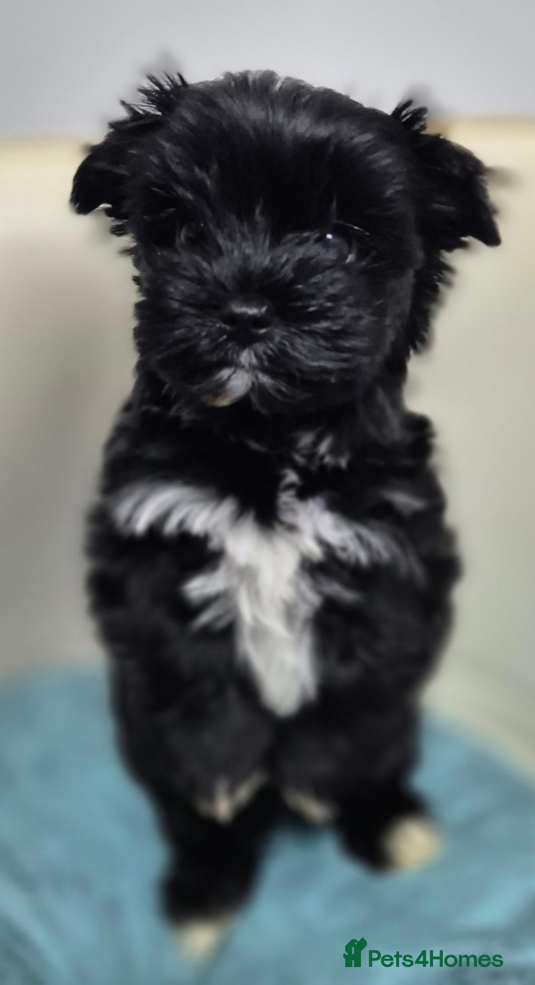 Yorkshire Terrier dogs for sale: Miniature Yorkshire Terrier  - Advert 1
