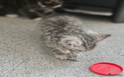 British Shorthair cats for sale: Lovely little British short haired kittens  - Image 11