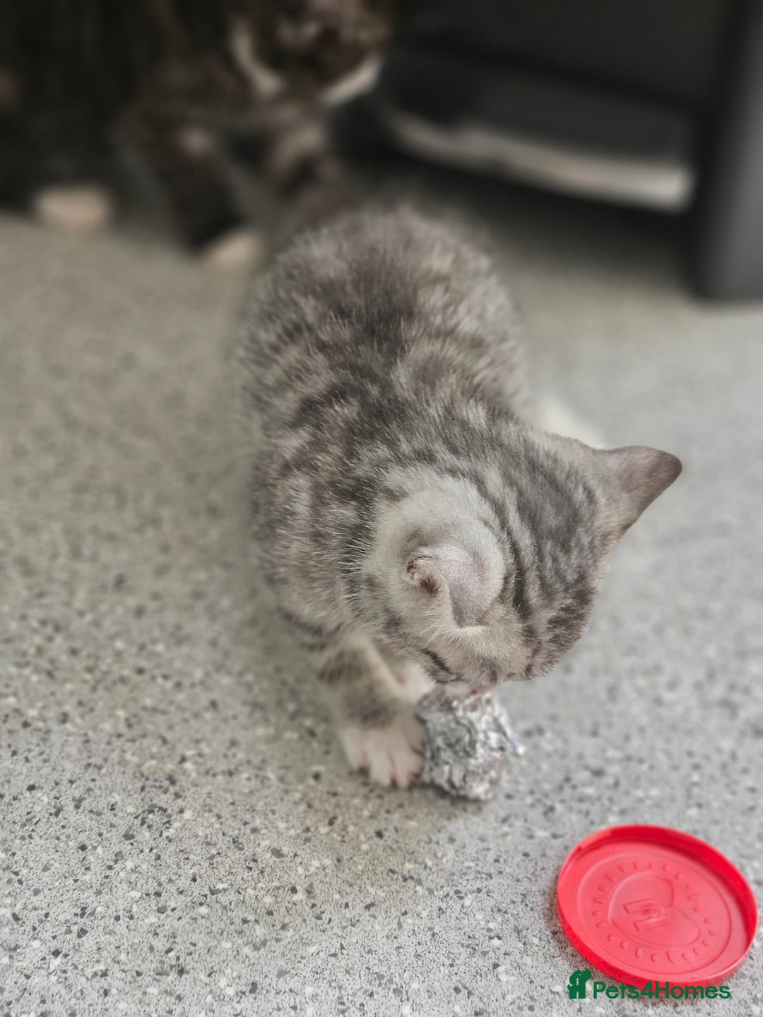 British Shorthair cats for sale: Lovely little British short haired kittens  - Image 11