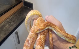 Corn Snake reptiles for sale: Corn snake in need of good home - Image 2