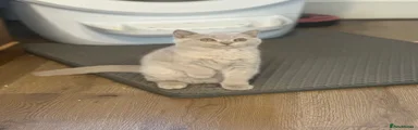 British Shorthair 3
