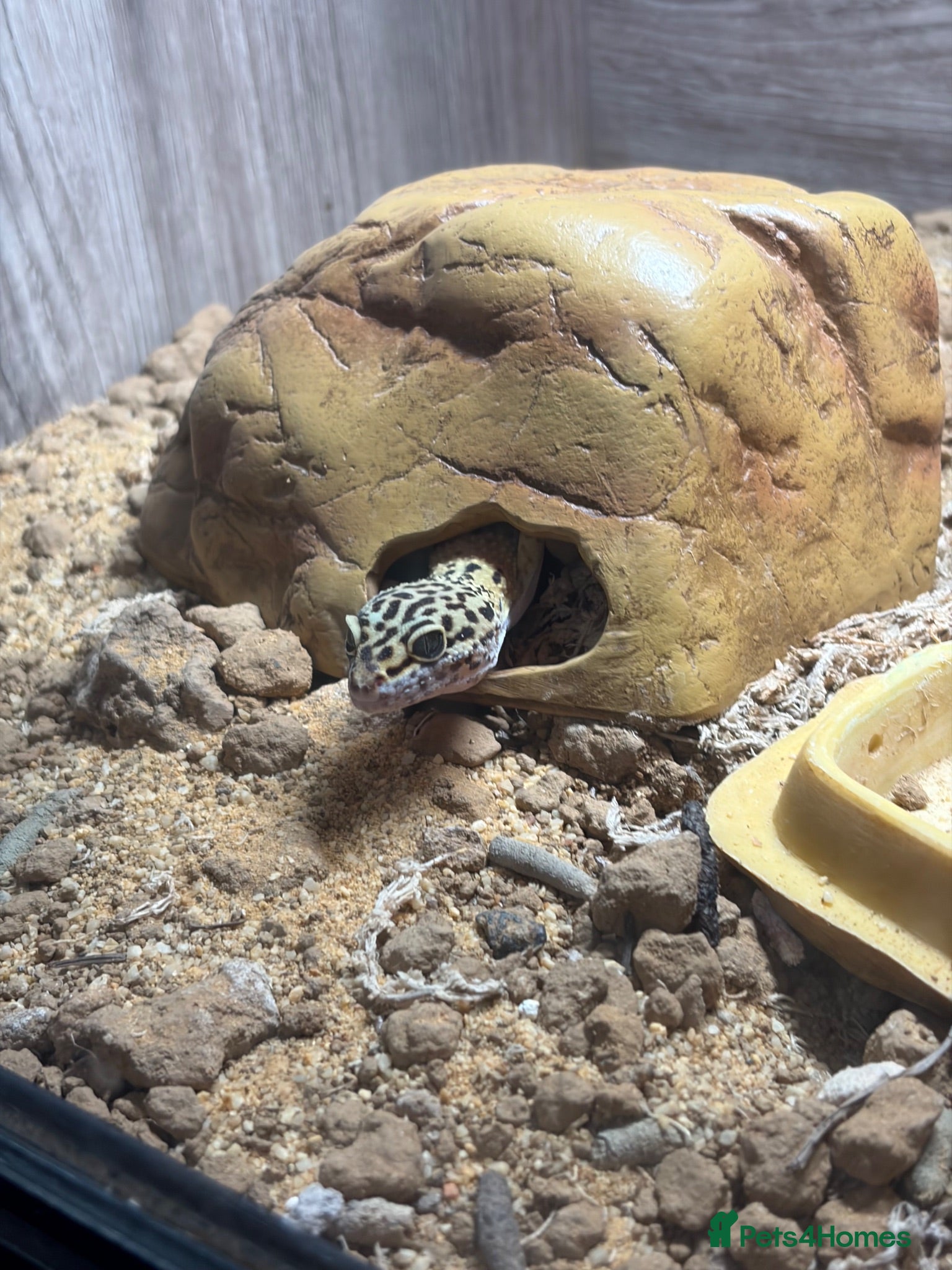Leopard Gecko reptiles leopard gecko vivarium full setup - Advert 1