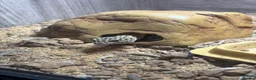 Leopard Gecko reptiles for sale: leopard gecko vivarium full setup in Luton - Advert 1