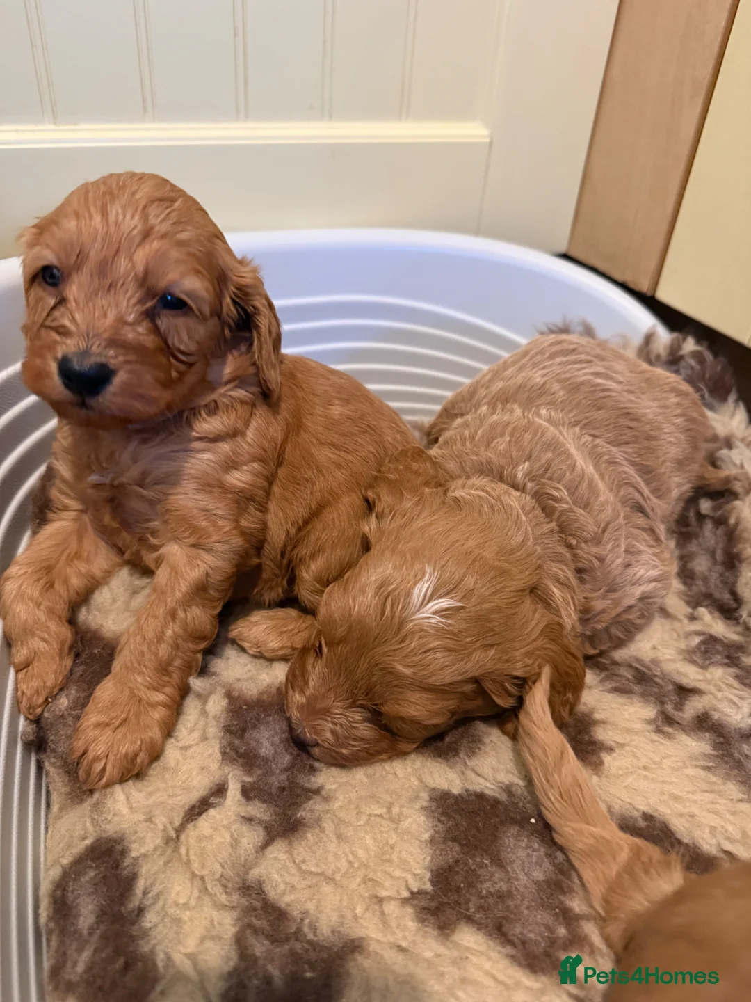 Cockapoo dogs for sale: Stunning Cockapoo Puppies  - Advert 2
