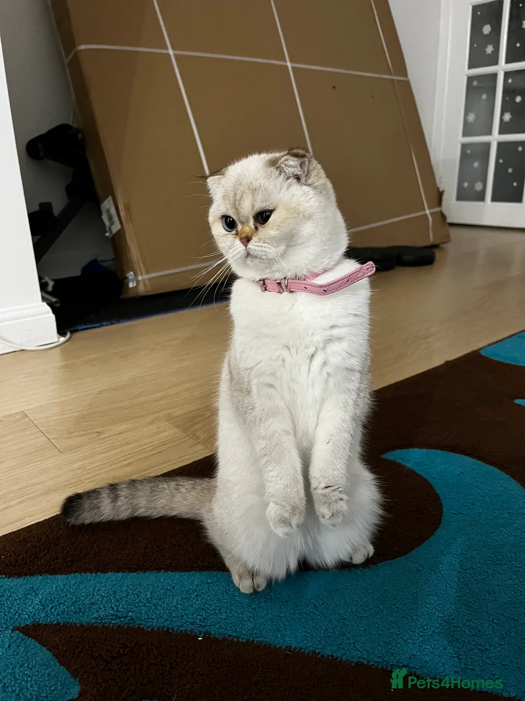 British Shorthair cats for sale: British shorthair Enzo and Misty - Advert 8