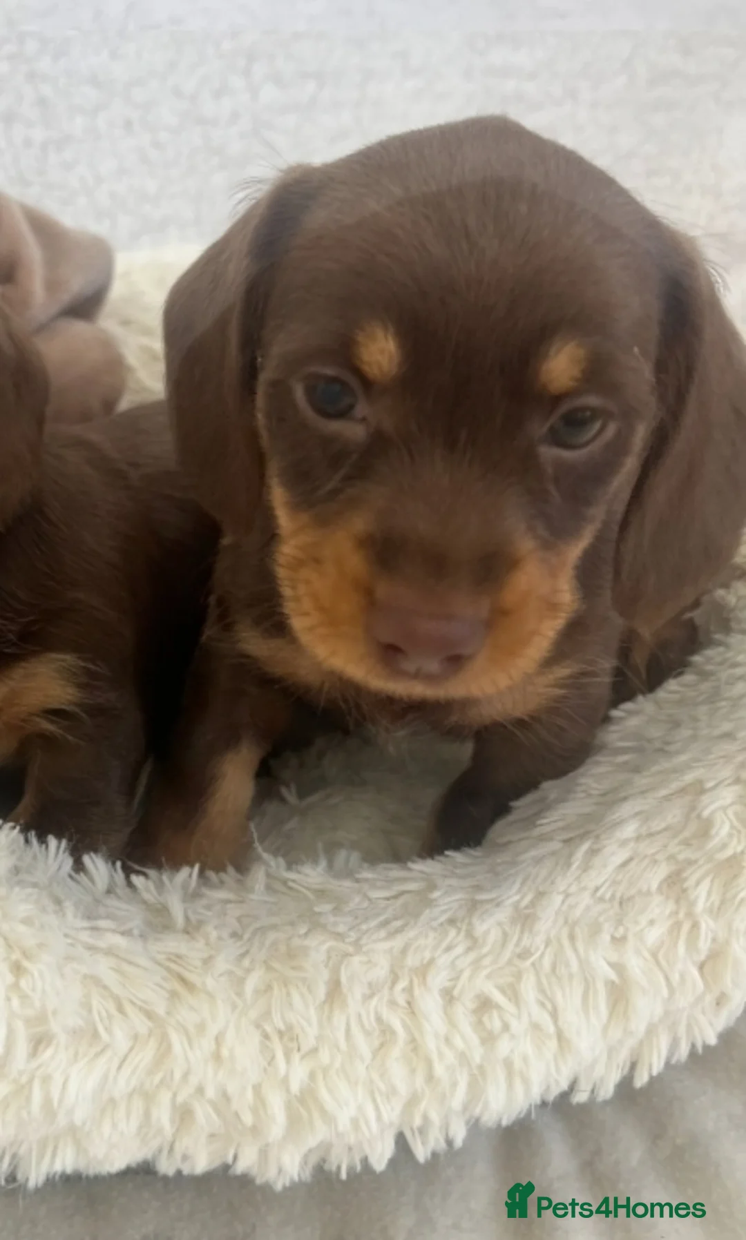 Miniature Dachshund dogs for sale: Miniture Dachshund Pups - Advert 2