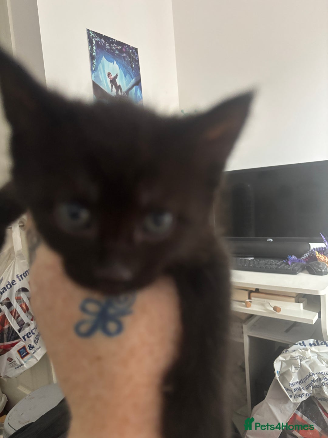 British Shorthair cats for sale: X4 male British shorthair X kittens - Image 13