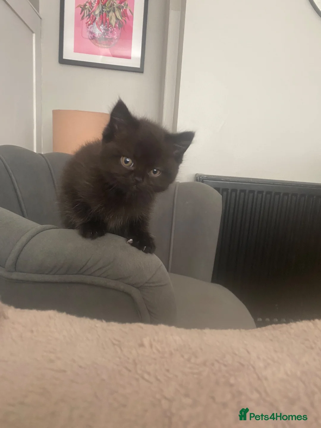 British Shorthair cats for sale: 2 Beautiful British Shorthair Kittens - Advert 1
