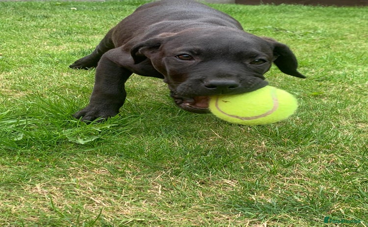 Presa Canario dogs - Advert 4