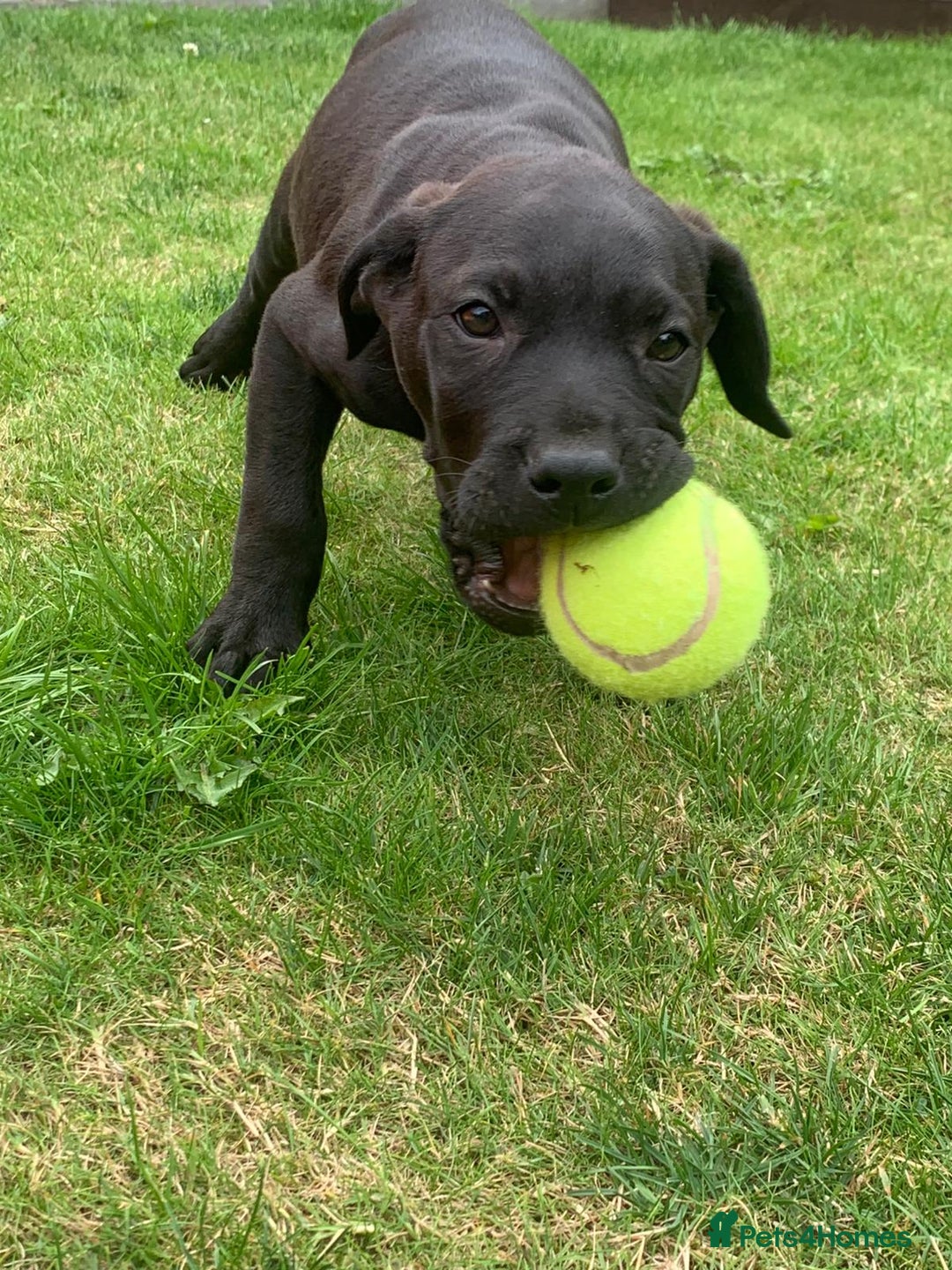 Presa Canario dogs for sale: Presa canario puppies ready now 2 boys 1 girl left - Image 1
