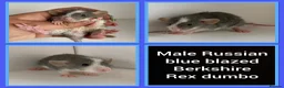 Rat rodents for sale: Adorable Baby Rats for Sale xx - Advert 35