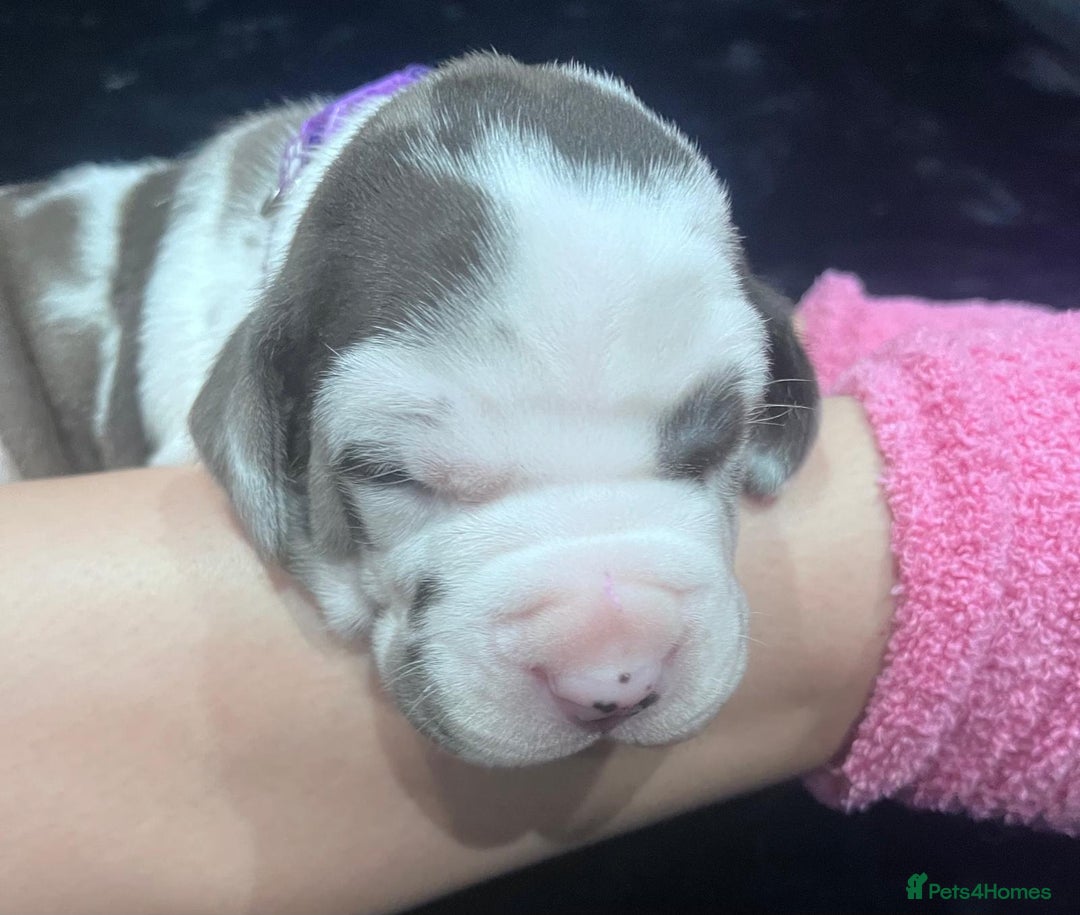 Great Dane dogs for sale: Stunning Great Dane puppies  - Advert 3