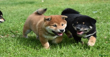 Japanese Shiba Inu dogs in Ammanford - Advert 6
