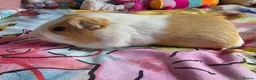 Guinea Pig rodents for sale: 2 Male Guinea Pigs Complete Set Up in Gloucester - Advert 8
