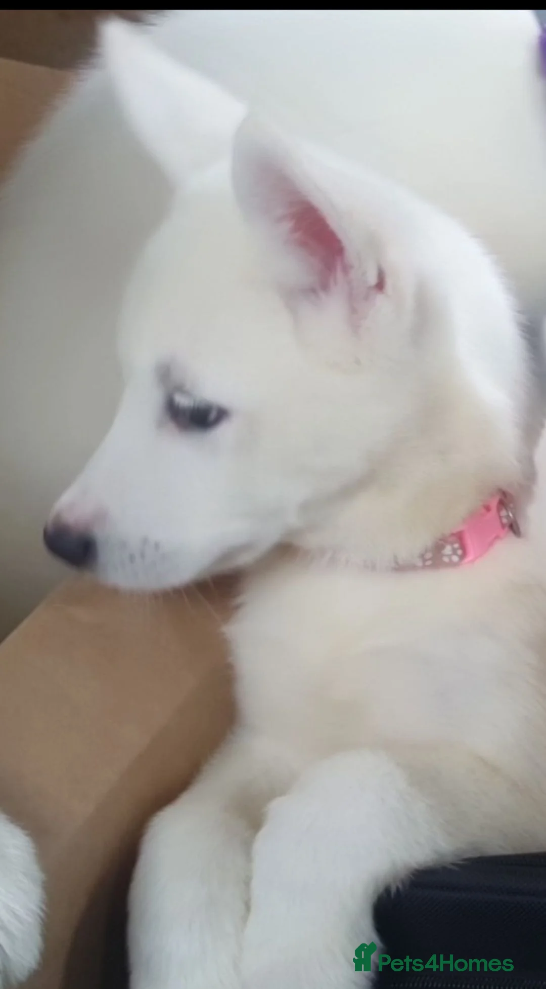 Siberian Husky dogs for sale: White Girl Husky ready to find her forever home - Advert 2